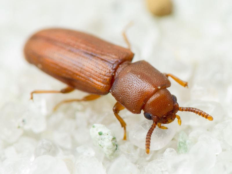 Palorus depressus (Fabricius, 1790)